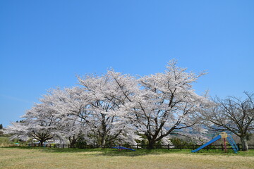長折見晴らし公園の桜（福島県）