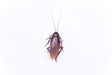 Cockroach crawling isolated top view