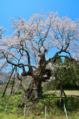 長沢の桜（福島県）