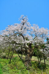 長沢の桜（福島県）