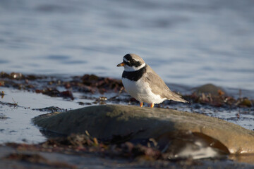 A ringed plover