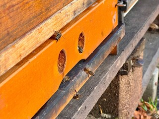 Honeybees gather at the entrance of a wooden beehive. Close-up view of bees with vibrant hive texture, black wood surface, and natural lighting. Active beekeeping scene