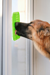 cute dog using lick mat attached to the window for eating food slowly