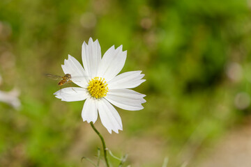 Obraz premium 白いコスモスにとまる昆虫