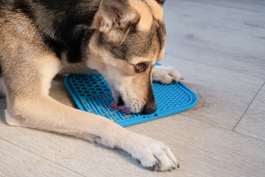 cute dog using lick mat attached to the floor for eating food slowly