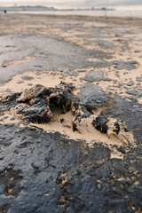 Dead bird died due to oil. Fuel oil in sea coastline after a tanker wreck.