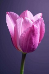Fototapeta premium Soft pink petals unfolding from a purple flower stem, floral arrangements, botany