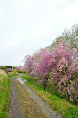 板額ほたるの里（新潟県）