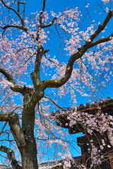 妙覚寺　美しい枝垂れ桜（しだれ桜）　（日本京都府京都市） Myokakuji Temple: Beautiful weeping cherry blossoms with copy space (Kyoto City, Kyoto Prefecture, Japan)