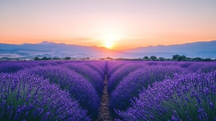Naklejka premium Lavender Field Sunrise Tranquil Purple Landscape at Dawn