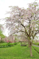 板額ほたるの里（新潟県）