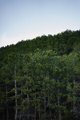View of dense fresh green spruce forest. Forest edge with coniferous trees. Sky and deep green pine forest. Nature background. Vertical image.