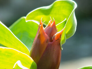 Close up of red rose bud
