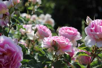 Rose garden