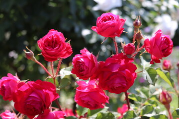 Rose garden