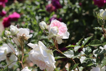 Rose garden