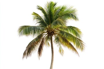 Lush green coconut palm tree isolated on white background.
