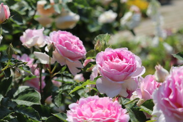 Rose garden