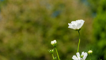 緑の背景に映える白いコスモスの花
