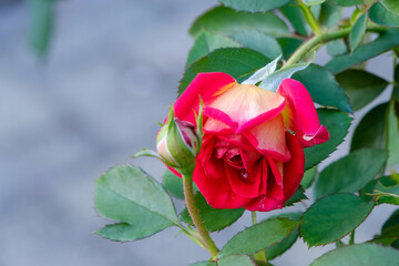 赤いバラの蕾と開花の瞬間