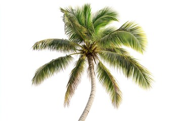 Single lush green coconut palm tree isolated on white background.