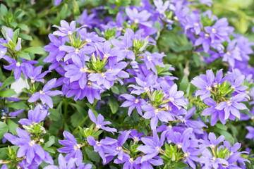 Beautiful fairy fan flowers.