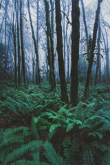 Obraz premium Enchanted Misty Forest with Lush Ferns and Moss-Covered Trees