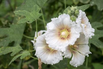Beautiful Hollyhock (Alcea rosea) flowers.