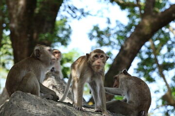 Monkey looking at tourists. 4 macaques are looking for food, frolicking and climbing on rocky outcrop under large tree. Macaca fascicularis is long-tailed monkey with grey to reddish-brown fur
