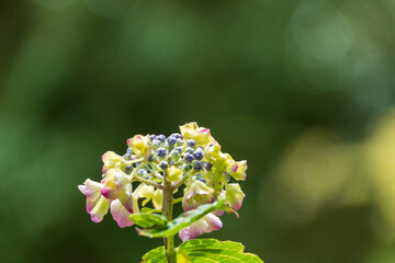 ガクアジサイの繊細な花と緑の背景