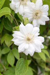 Beautiful Clematis flowers.