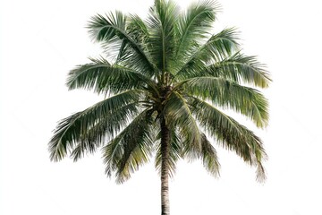Isolated lush green coconut palm tree on white background. (1)