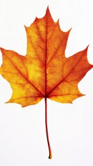 Obraz premium Bold sycamore leaf, isolated on a clean white background, full depth of field, vibrant orange and red hues, autumn clarity 