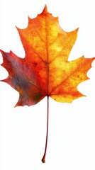 Obraz premium Bold sycamore leaf, isolated on a clean white background, full depth of field, vibrant orange and red hues, autumn clarity 