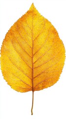 Delicate aspen leaf, isolated on a clean white background, full depth of field, bright golden yellow, vivid texture 