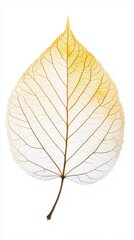 Obraz premium Delicate birch leaf, isolated on a clean white background, full depth of field, light yellow and pale green tones, crisp botanical detail 