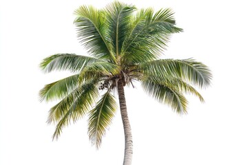 Lush green coconut palm tree isolated on white background. (1)