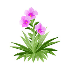 flower isolated on white