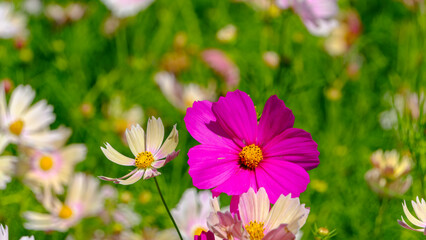ピンクと白のコスモスが咲く風景