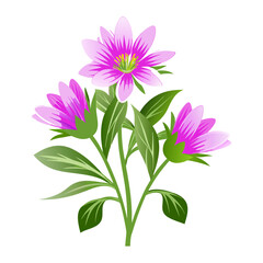 Obraz premium pink and white dahlia