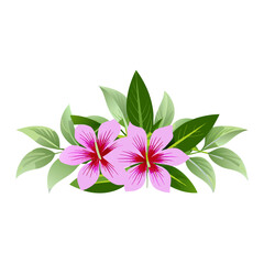 pink flower isolated on white background