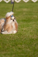 Shih Tzu walking with grass for copy space in vertical image