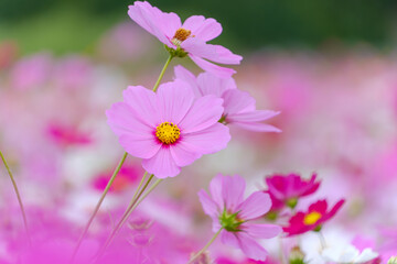 Fototapeta premium ピンクのコスモスが咲き誇る花畑