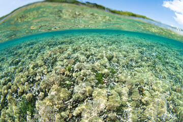 A shallow coral reef, previously damaged by wave energy, is slowly recovering on Bangka Island, North Sulawesi, Indonesia. This region is a popular destination for scuba divers and snorkelers.