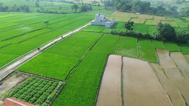 drone view of motorbike rider in the middle of green countryside and rice fields.