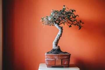 Fototapeta premium A bonsai tree with a twisted trunk in a terracotta pot against an orange wall.