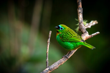 Brassy-breasted Tanager
on a branch