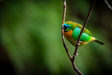 Brassy-breasted Tanager
on a branch