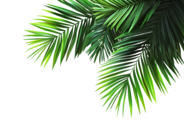 Palm leaves on corner border