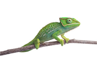 Fototapeta premium Vivid Green Chameleon on Branch Isolated with Transparent Background